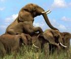 Ομάδα των ελεφάντων, μεγάλα δόντια